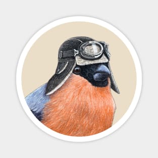 Eurasian bullfinch Magnet